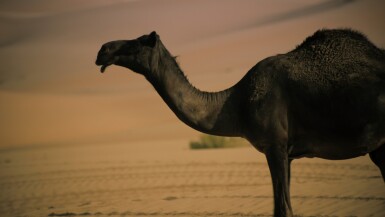 View full screen - View 1 of Lot 67. Dictums: Manqia I.