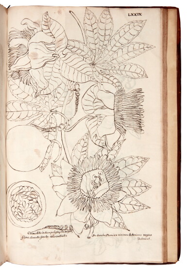 View full screen - View 1 of Lot 101. Charles Plumier | Description des plantes de l'Amérique avec leurs figures, Paris, 1693.