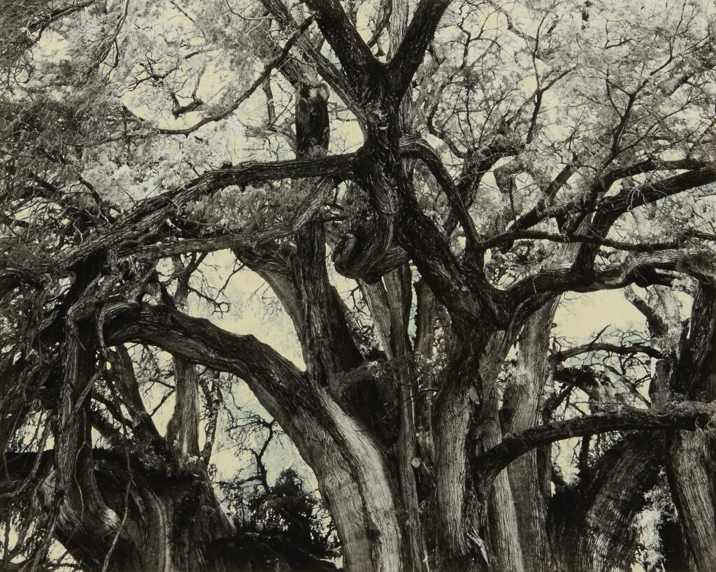 View full screen - View 1 of Lot 656. Small Colour Study for El Tule.