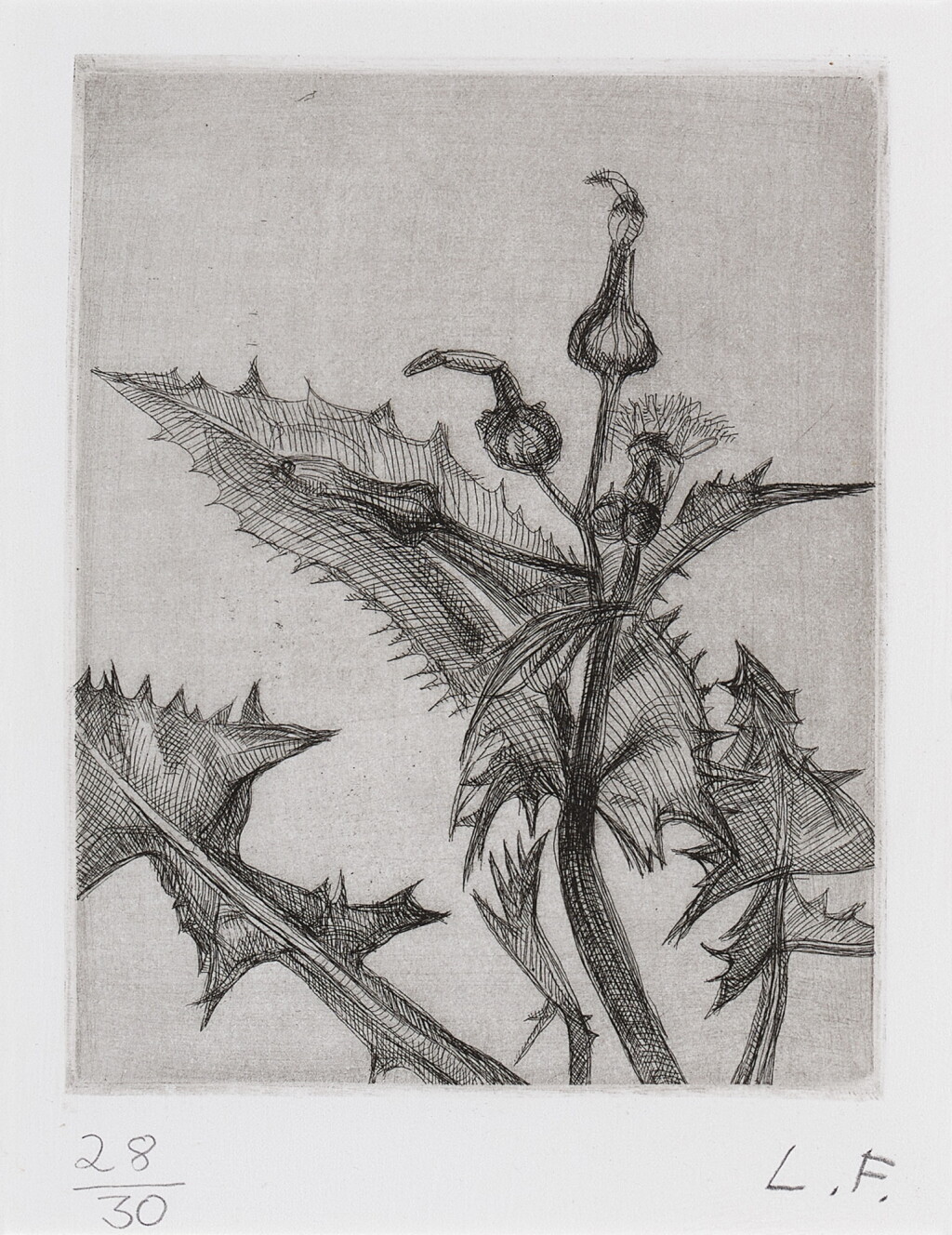 View full screen - View 1 of Lot 319. Thistle.