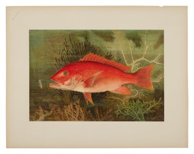 View full screen - View 1 of Lot 1031. Goode, George Brown and Kilbourne, Samuel A. | With their natural habitats beautifully depicted.