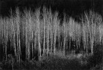 'Aspens, Dawn, Dolores River Canyon, Colorado'