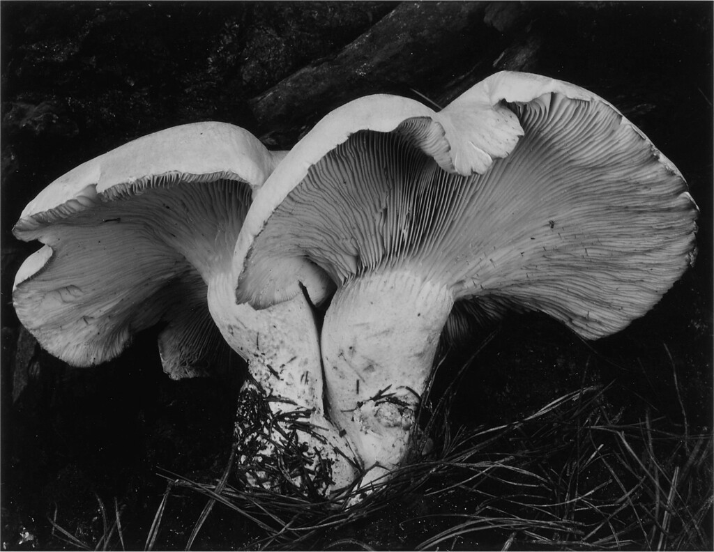 View full screen - View 1 of Lot 76. 'Toad Stools' (Fungus).