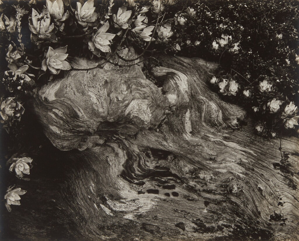 View full screen - View 1 of Lot 42. 'Cypress Root & Succulents'.