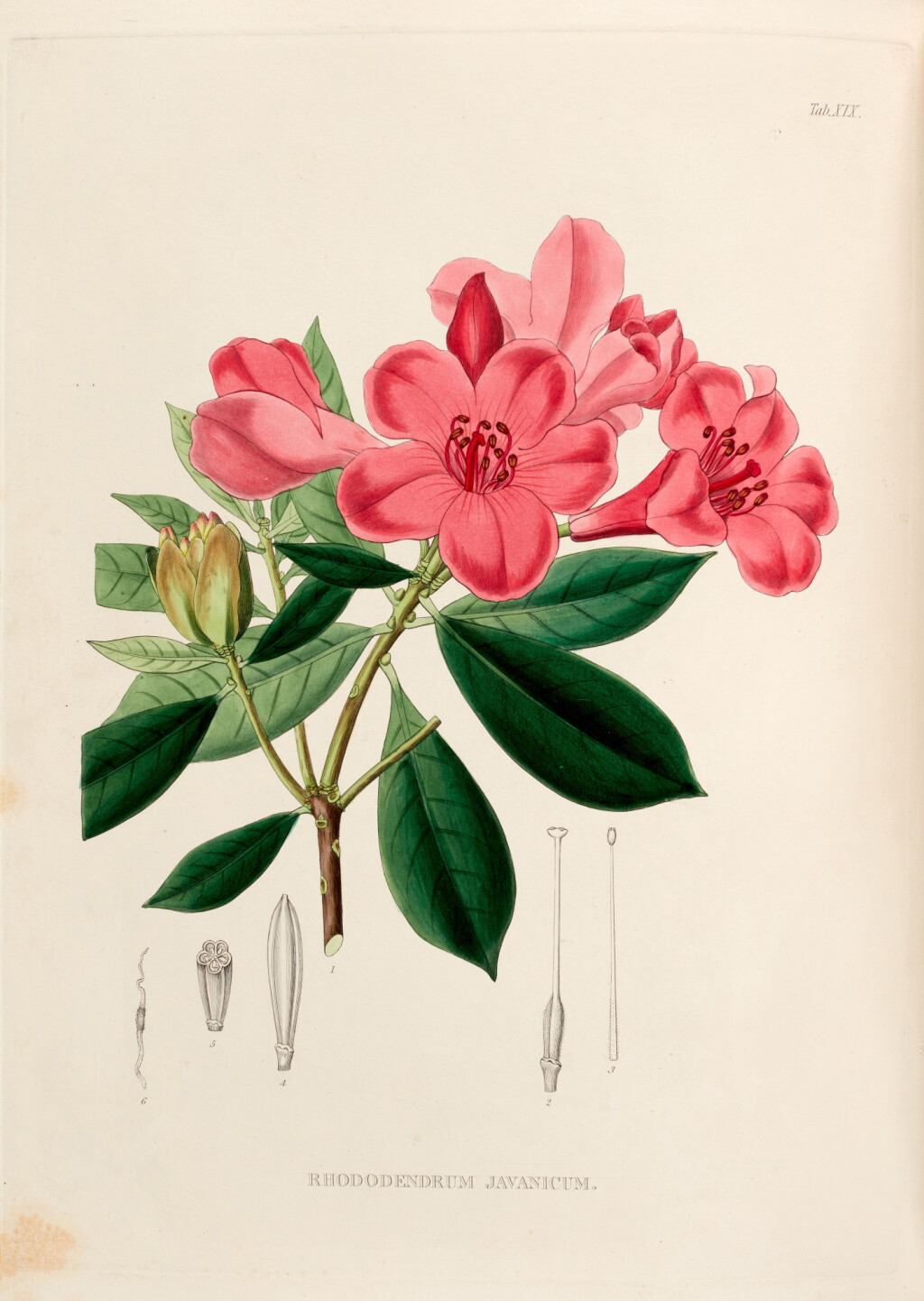 View full screen - View 1 of Lot 356. Thomas Horsfield | Plantae javanicae rariores, London, 1838-52, contemporary green half morocco.