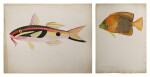 BLACK-SPOT GOATFISH | CLARION ANGELFISH