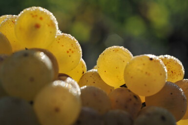 View full screen - View 1 of Lot 102. Chevalier Montrachet 1992 Michel Niellon (1 BT).