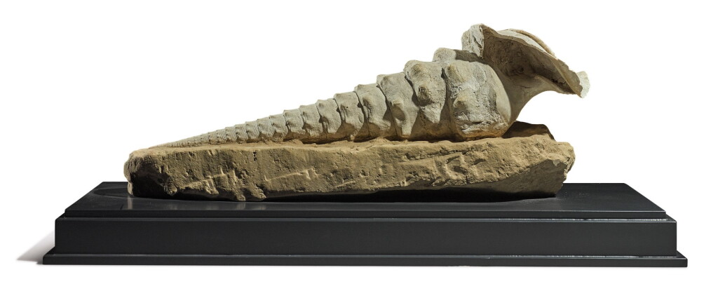 View full screen - View 1 of Lot 93. A LARGE GASTROPOD SPECIMEN .
