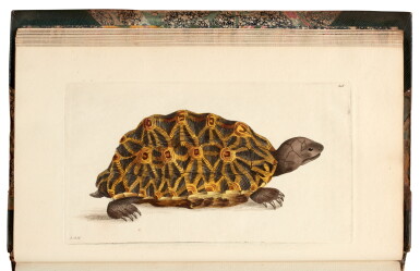 View full screen - View 1 of Lot 468. George Shaw and Frederick P. Nodder | The Naturalist's Miscellany, London, 1790, 14 (of 24) vols, green half morocco.
