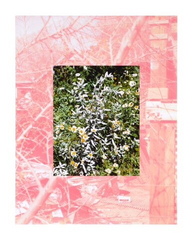 View full screen - View 1 of Lot 13. ROE ETHRIDGE | LA BACKYARD WITH SAGE AND DAISIES.