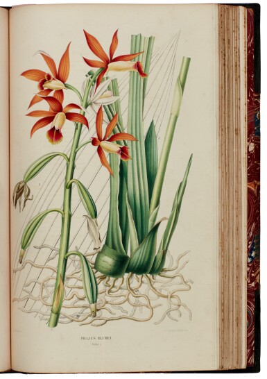 View full screen - View 1 of Lot 2. Carl Ludwig Blume | Collection des orchidées, Amsterdam, 1858, folio, contemporary green half morocco.