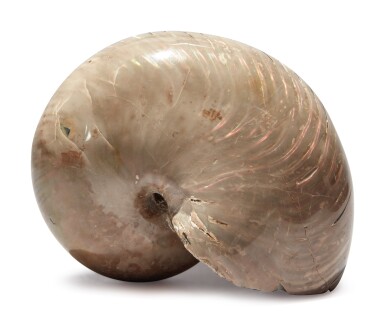 A Nautilus Fossil Natural History Including Fossils Minerals Meteorites Sotheby S A Nautilus Fossil Natural History Including Fossils Minerals Meteorites Sotheby S