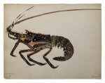 SPINY LOBSTER