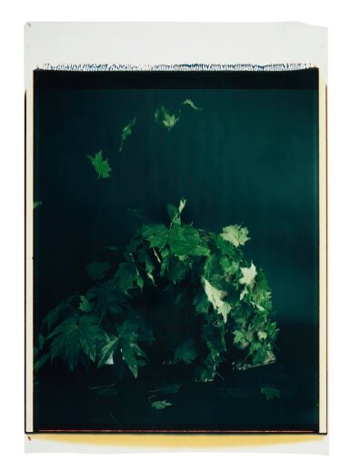 View full screen - View 1 of Lot 244. Untitled (Leaves).