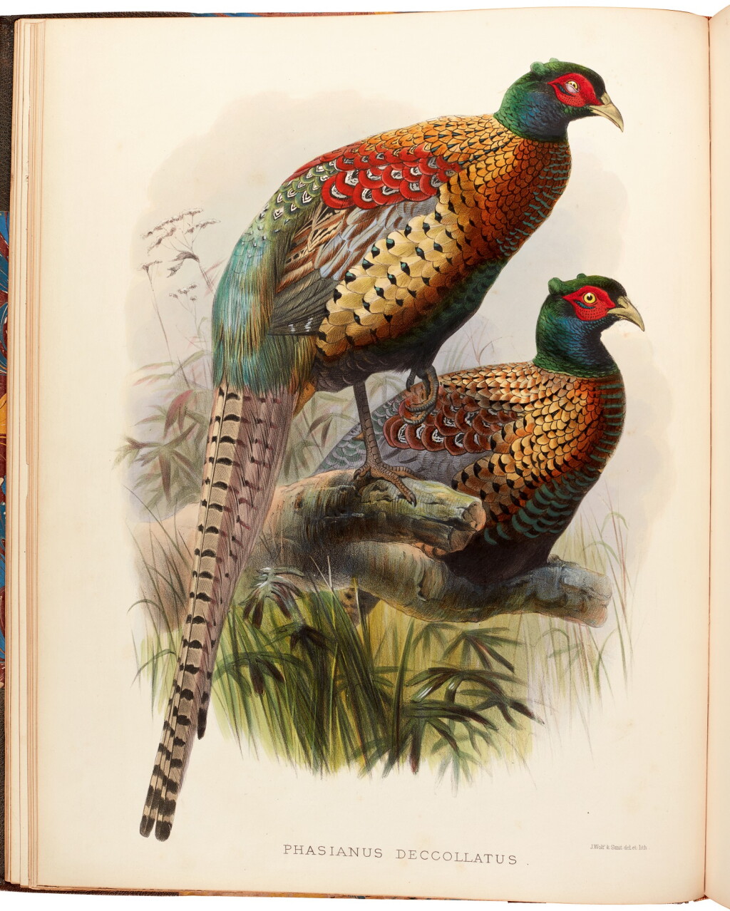 View full screen - View 1 of Lot 9. Daniel Giraud Elliot | Monograph of the Phasianidae, or Family of the Pheasants, 1870-1872, coloured plates.