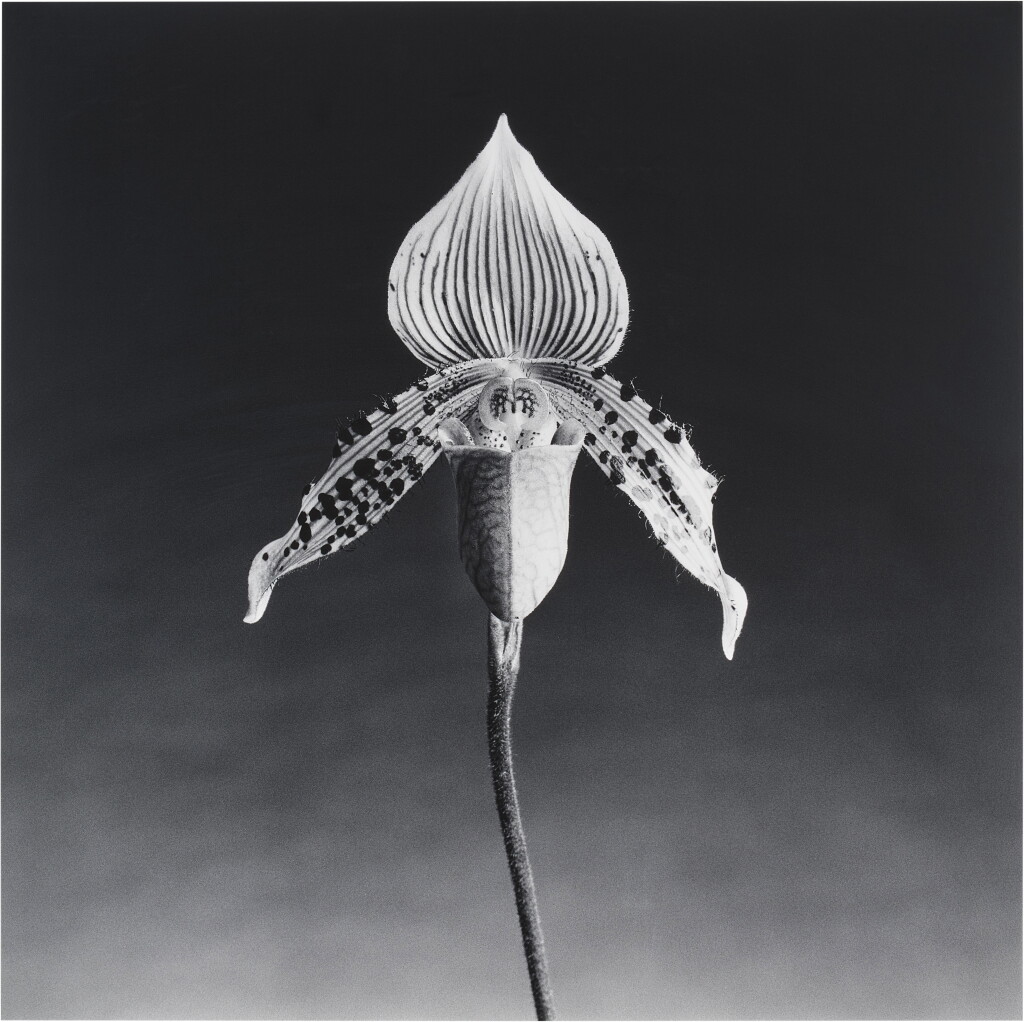 View full screen - View 1 of Lot 117. Orchid.