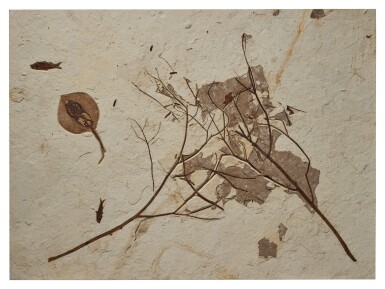 View full screen - View 1 of Lot 29. Fossil Branches With Stingray and Fish.