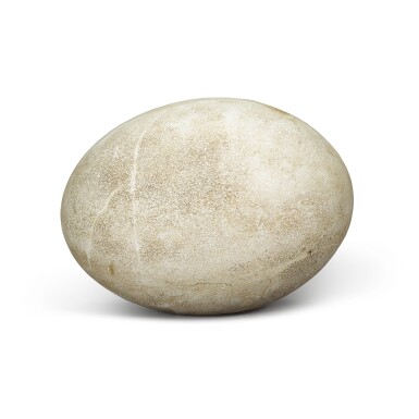 View full screen - View 1 of Lot 15. A Great Elephant Bird (Aepyornis maximus) egg.