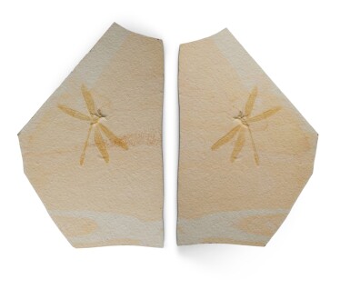 View full screen - View 1 of Lot 12. A Fossilized Dragon-Damselfly, Positive and Negative Plates.