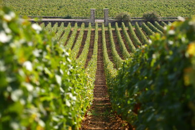View full screen - View 1 of Lot 97. Chassagne Montrachet, Clos de la Maltroye 1988 Michel Niellon (2 BT).