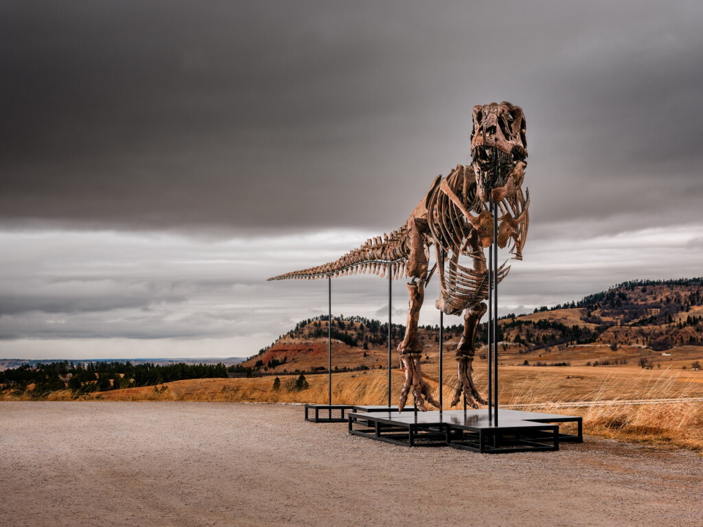 View full screen - View 1 of Lot 20. Tyrannosaurus Rex.