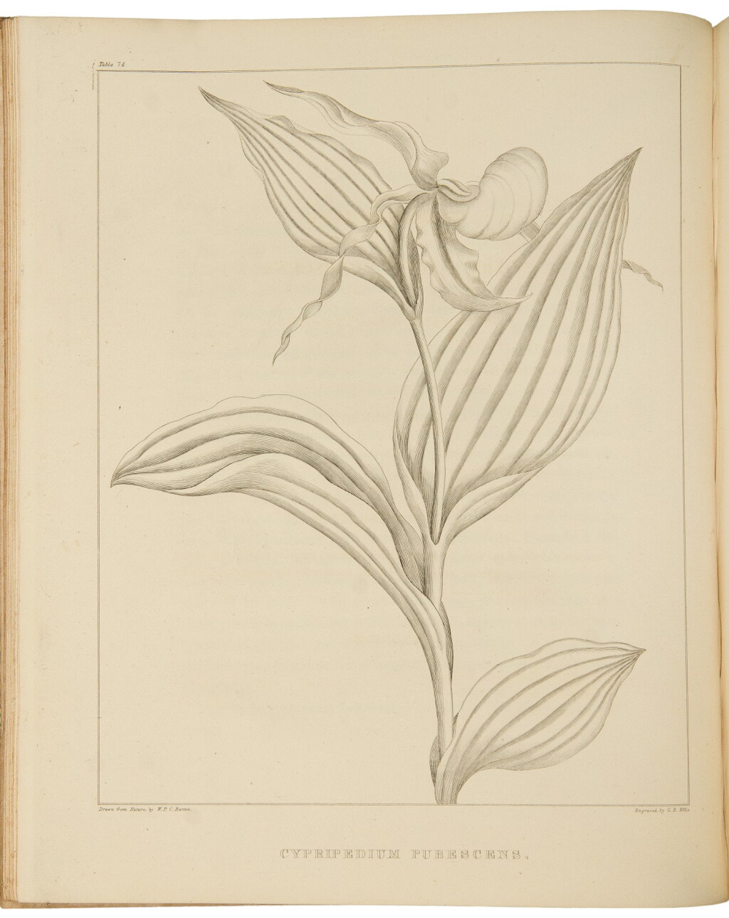 View full screen - View 1 of Lot 13. Barton, William Paul Crillon. A rare uncolored issue of an important American flora, richly illustrated.
