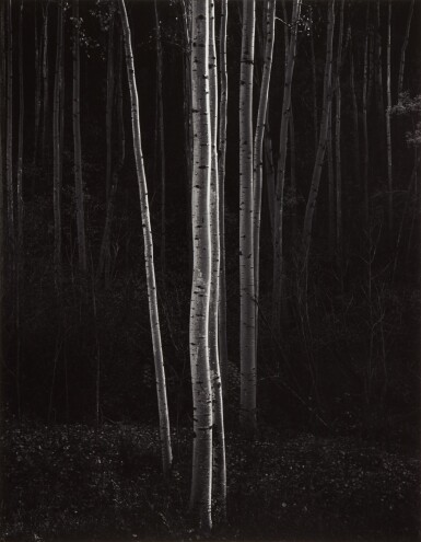 View full screen - View 1 of Lot 72. 'Aspens, Northern New Mexico' (Vertical).