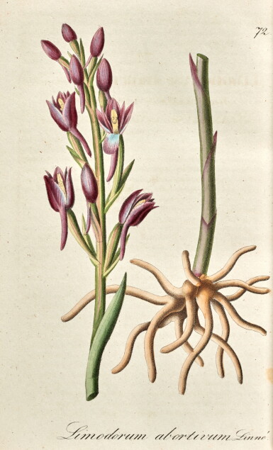 View full screen - View 1 of Lot 306. Albert Gottfried Dietrich | Flora Regni Borussici, Berlin, 1833-44, 12 vols, contemporary maroon half-morocco by Vogt.