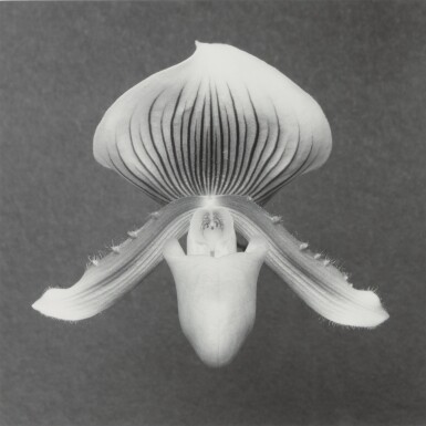 View full screen - View 1 of Lot 38. ROBERT MAPPLETHORPE | ORCHID, 1988.