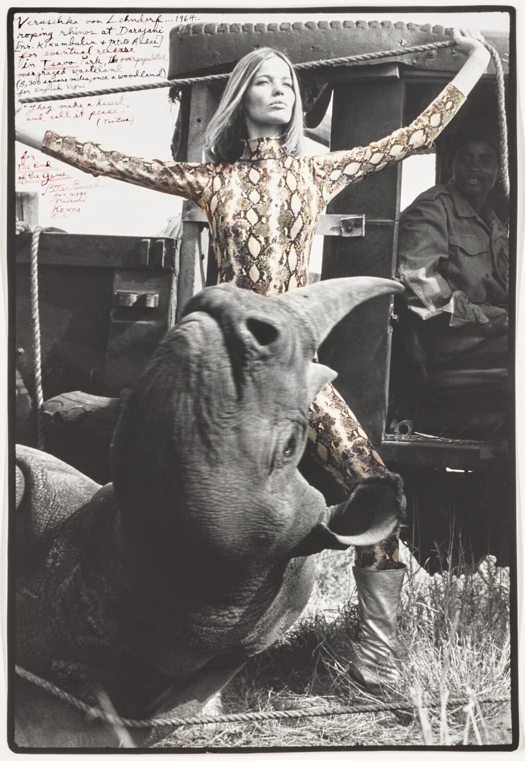 View full screen - View 1 of Lot 36. Veruschka von Lehndorf roping rhinos for eventual release at Darajani, Tsavo Park.