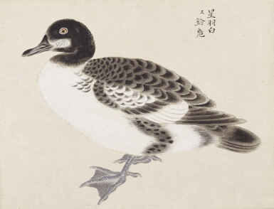 View full screen - View 1 of Lot 186. Anonymous | Thirteen paintings of birds and fowl | Edo period, 19th century.