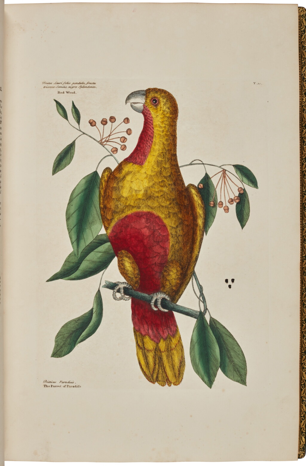 View full screen - View 1 of Lot 102. Mark Catesby | The natural history of Carolina, Florida and the Bahama Islands, 1771, 2 volumes.
