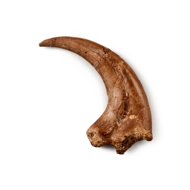 View full screen - View 1 of Lot 206. Acheroraptor Hand Claw.