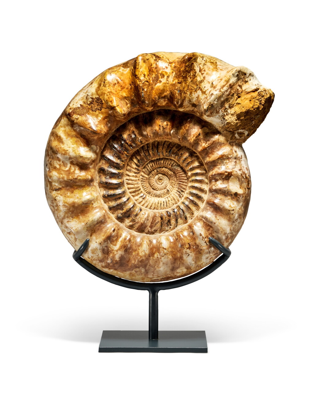 View full screen - View 1 of Lot 32. Large Kranaosphinctes Ammonite.