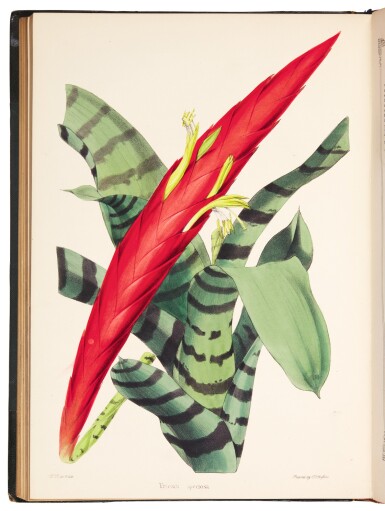View full screen - View 1 of Lot 36. Moore | The Gardeners' Magazine of Botany, 1850.