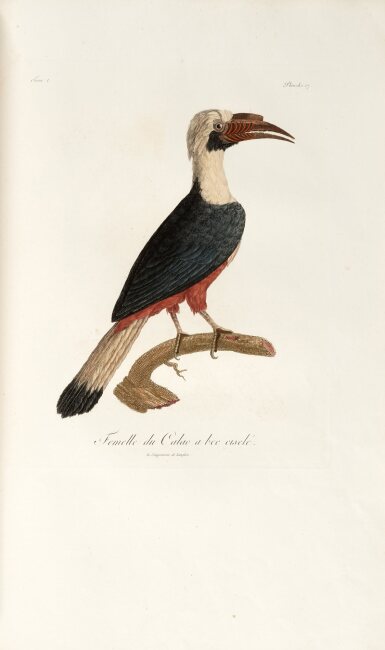View full screen - View 1 of Lot 409. François Levaillant | Histoire naturelle d'une partie d'oiseaux... de l'Amerique et des Indes, Paris, 1801, diced russia.