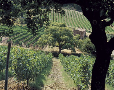 View full screen - View 1 of Lot 165. Sassicaia 2004 (6 BT).
