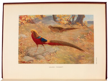 View full screen - View 1 of Lot 8. BEEBE, C.W. | A Monograph of the Pheasants, London 1918-1922, 4 volumes.