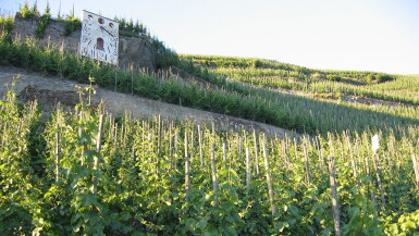 View full screen - View 1 of Lot 438. Graacher Himmelreich Riesling Auslese Goldkapsel 2019 J. J. Prüm (6 BT).