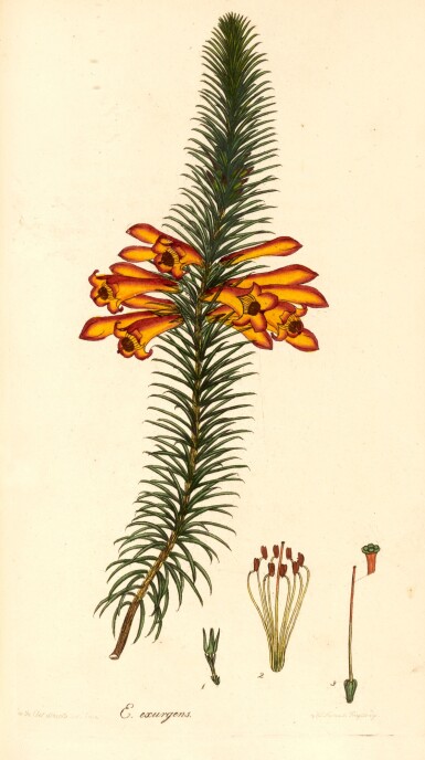 View full screen - View 1 of Lot 253. Henry C. Andrews | The Heathery; or a monograph of the genus Erica, 1804-1806, vols 1-3 (only), mottled calf.