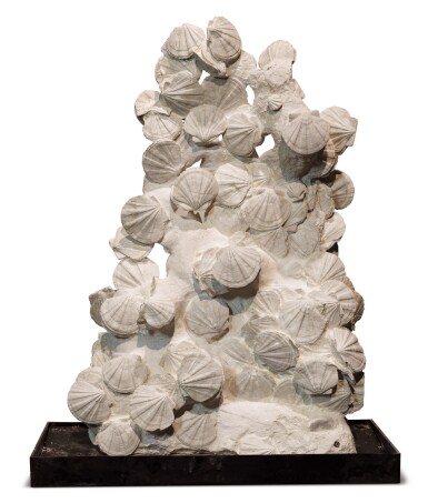 View full screen - View 1 of Lot 80. AN EXCEPTIONAL, LARGE DOUBLE-SIDED PLAQUE OF FOSSILIZED SAINT-JACQUES SHELLS.
