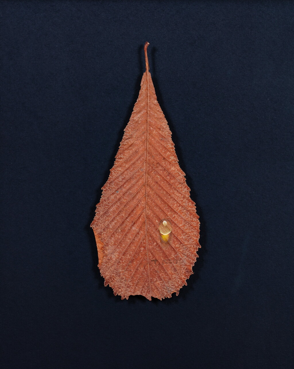 View full screen - View 1 of Lot 107. Untitled (Waterdrop).