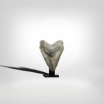 Megalodon Shark Tooth