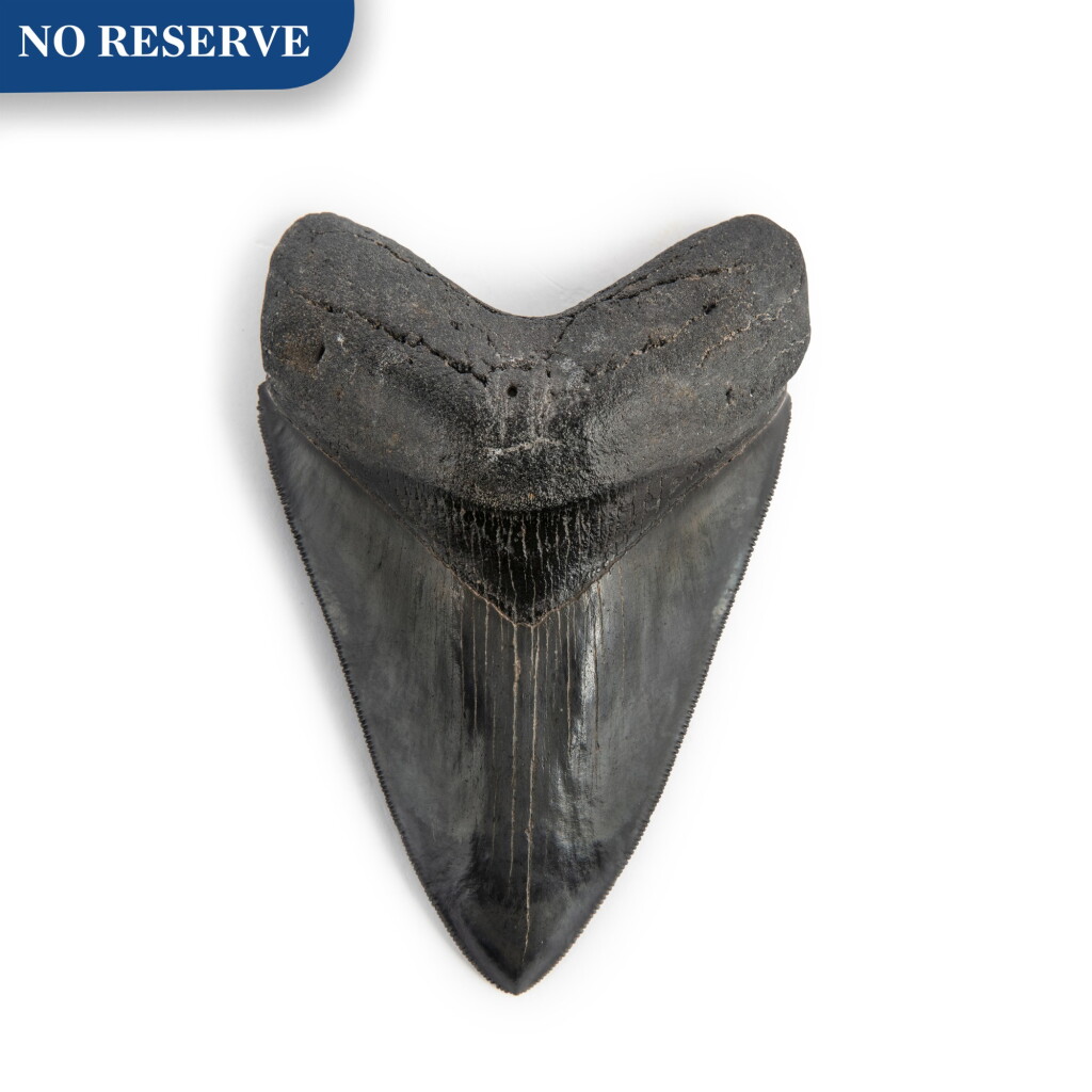 View full screen - View 1 of Lot 14. The Tooth Of A Megalodon.