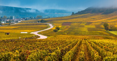 View full screen - View 1 of Lot 195. Ruchottes Chambertin 2003 M. Bonnefond (5 BT) .