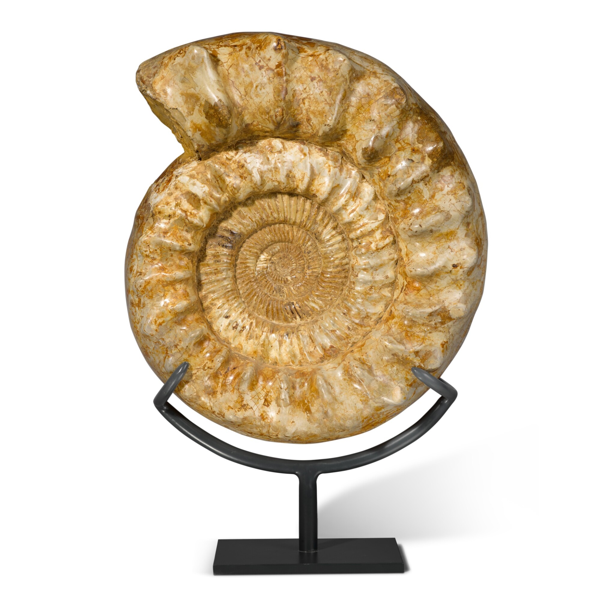Large Kranaosphinctes Ammonite | Natural History, including ...