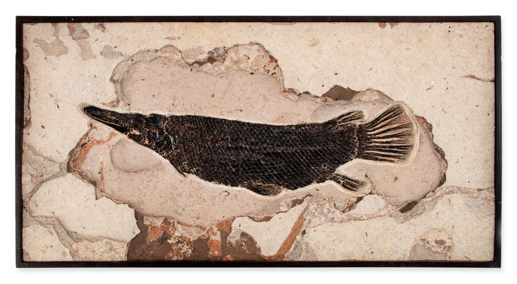 View full screen - View 1 of Lot 25. A Large Green River Gar Fossil.