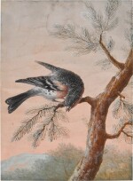 A Brambling