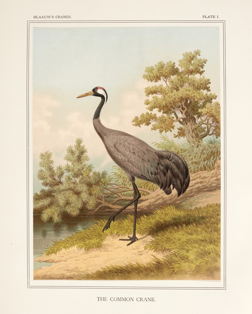 View full screen - View 1 of Lot 24. Frans Ernst Blaauw | A monograph of the cranes, Leiden, 1897, original pictorial cloth gilt.