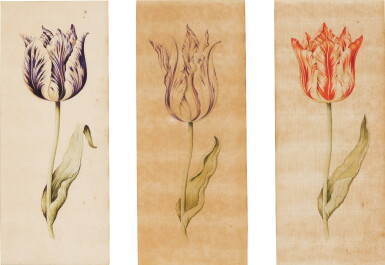 View full screen - View 1 of Lot 61. Six Studies of Tulips, mounted as two groups, together with Five Botanical Studies, Dutch School, 18th Century.